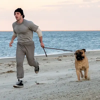 I Play Rocky : Stallone dit n'avoir rien à voir avec le film, Farrelly assure avoir eu son accord